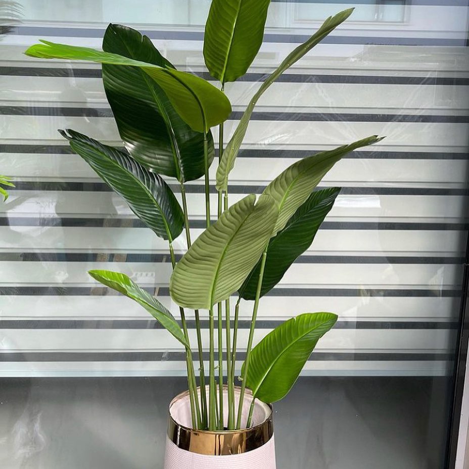 Rubber Banana Palm