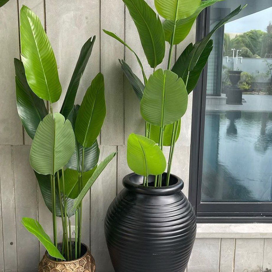 Rubber Banana Palm