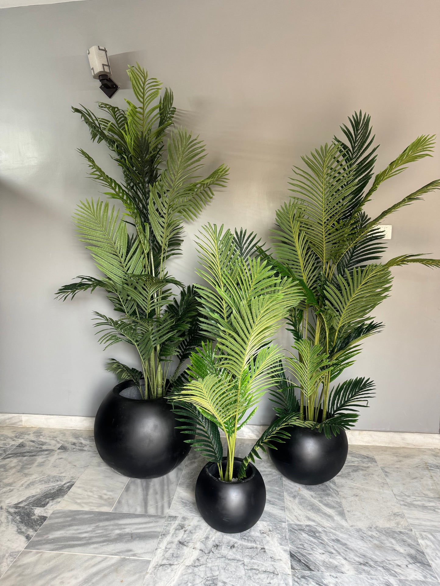 Areca palm with ball