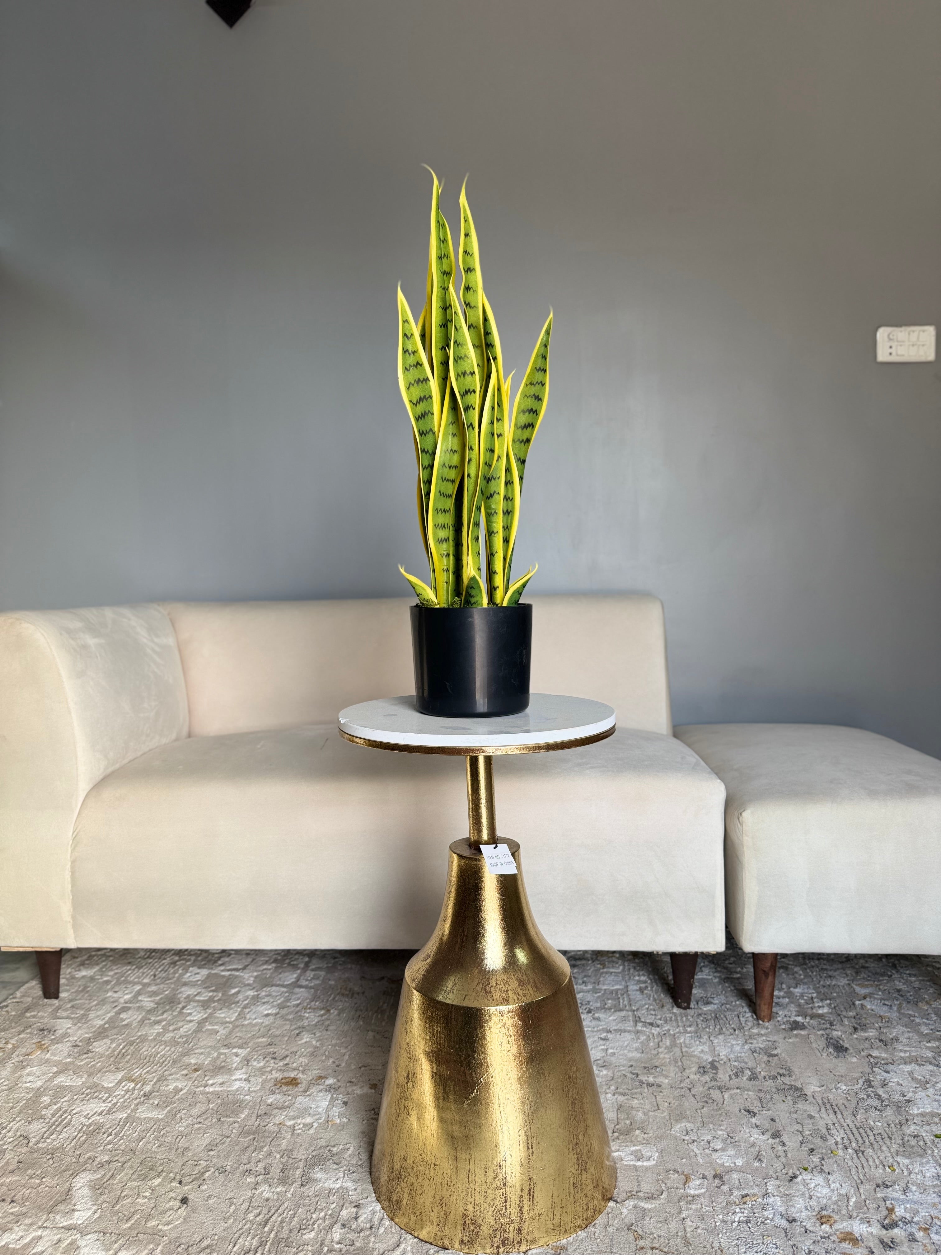Snake plant