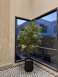 Nandina plant 7/8ft tall without planter