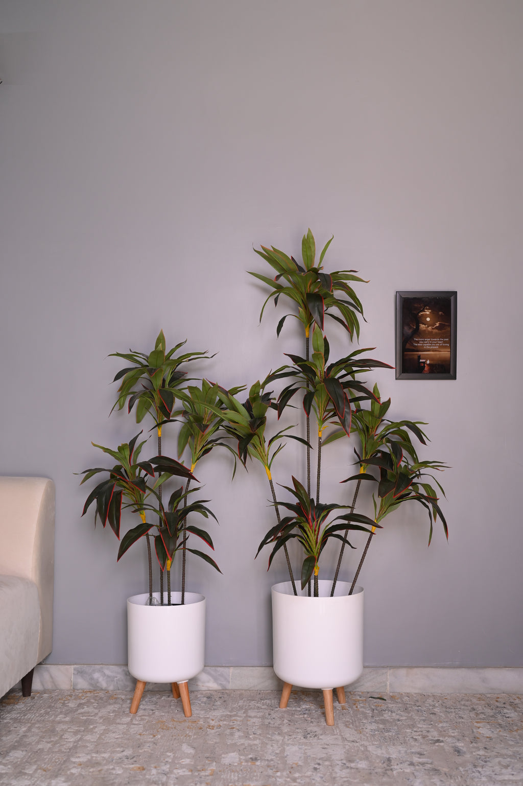 Cordyline fruticosa tree