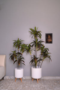 Cordyline fruticosa tree