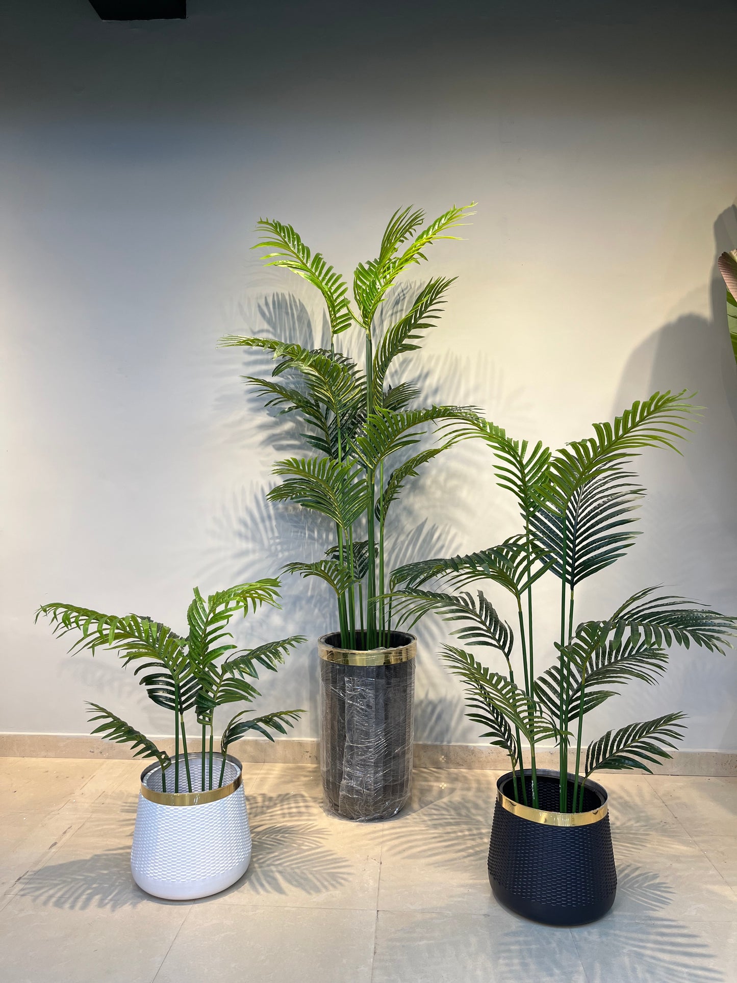 Areca plant