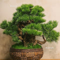 Imperial Evergreen Pine Bonsai – Large Woven Basket Edition