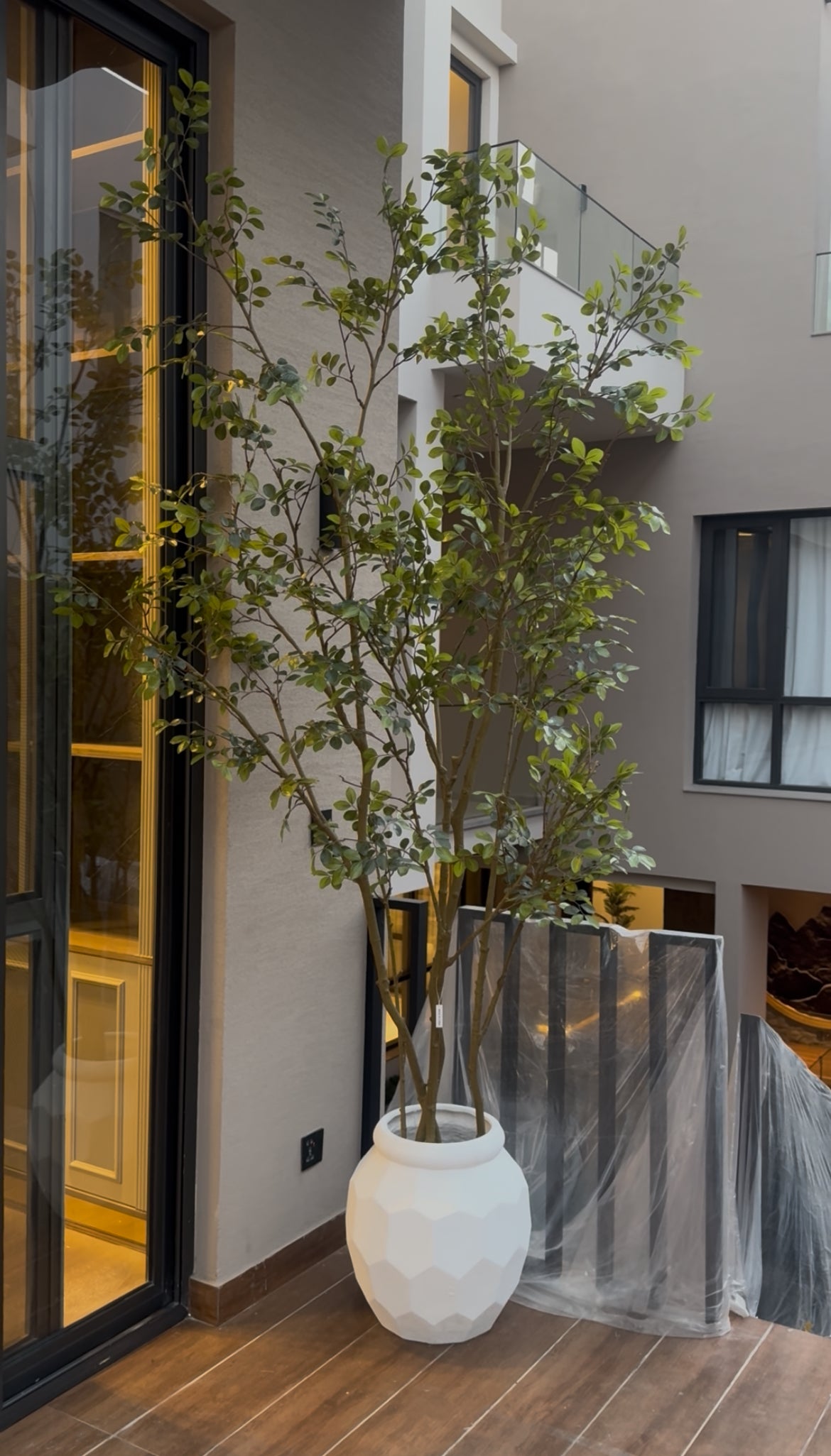 Berry tree 10/12ft tall without planter