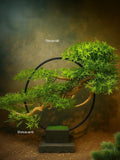 Zen Heritage Artificial Bonsai – Luxury Crescent Moon Edition