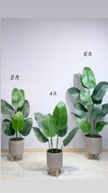 Banana plant with gray standing pot