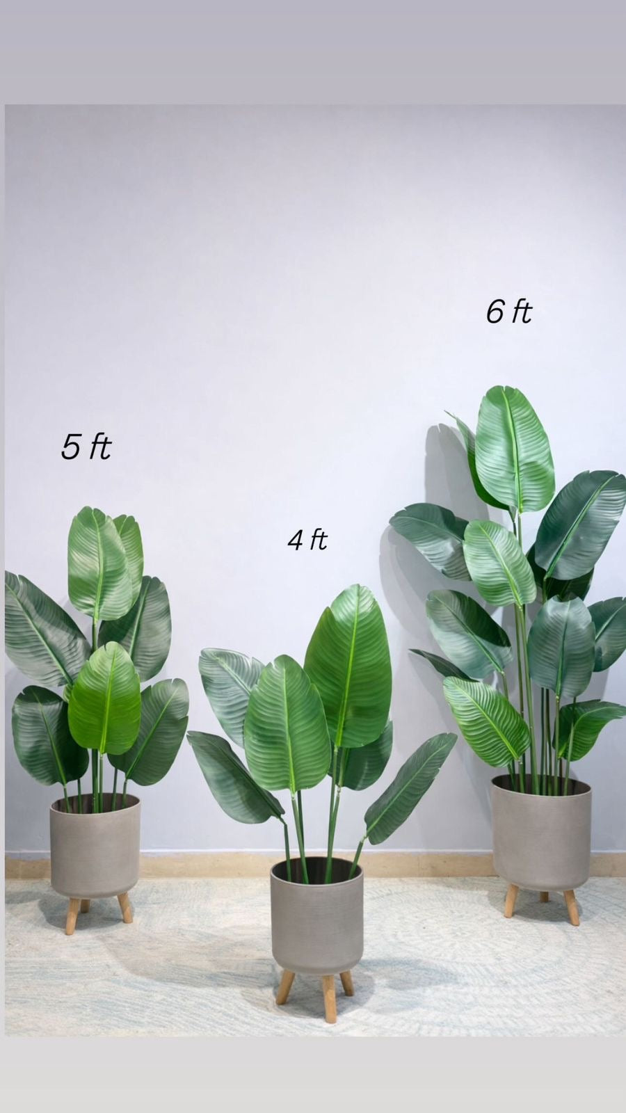 Banana plant with gray standing pot