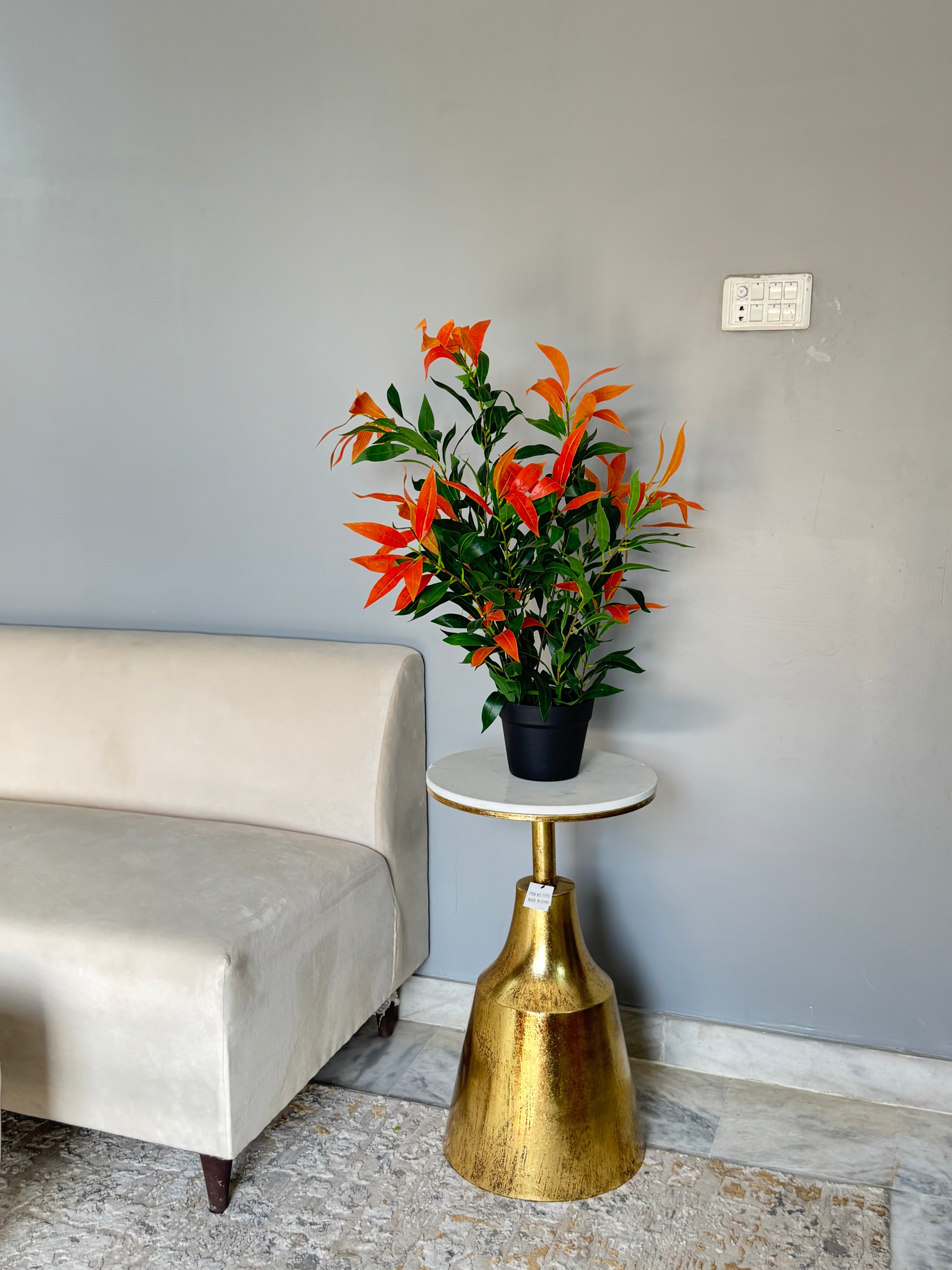 Bamboo plant
