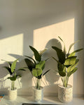 Fabric Banana Tree With Ceramic pot