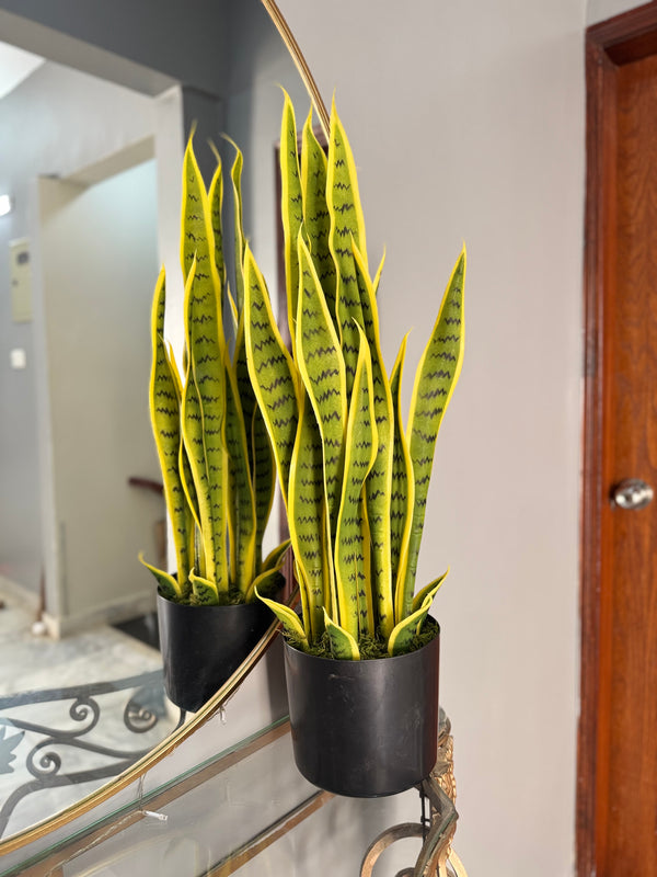 Snake plant