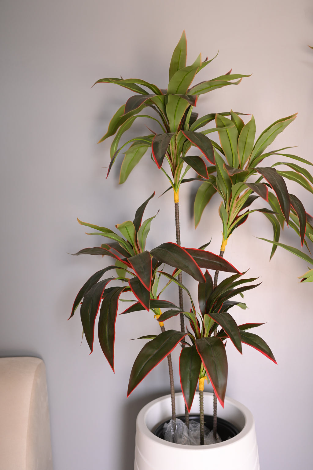 Cordyline fruticosa tree