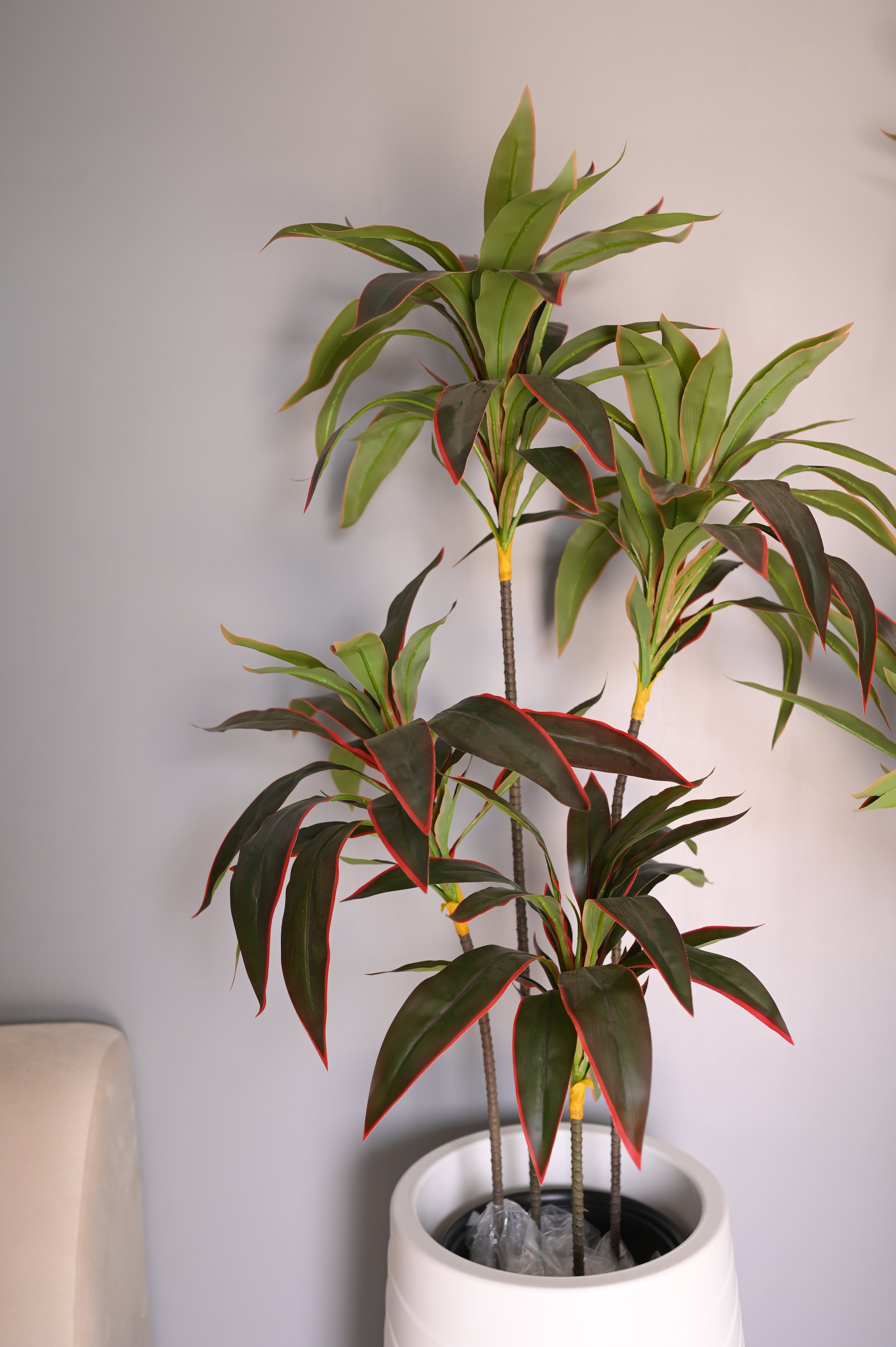 Cordyline fruticosa tree