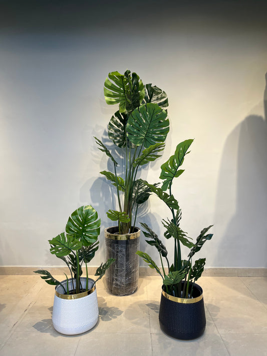 Monstera plant