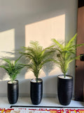 Bottle Palm With Ceramic pot