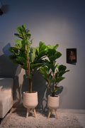 Chic Artificial Fiddle Leaf Fig Set without Planters
