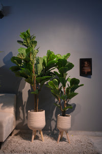 Chic Artificial Fiddle Leaf Fig Set without Planters