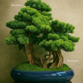 Luxury Artificial Juniper Bonsai Tree in Premium Ceramic pot