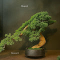 Artisan Artificial Juniper Bonsai Tree in Ceramic Pot