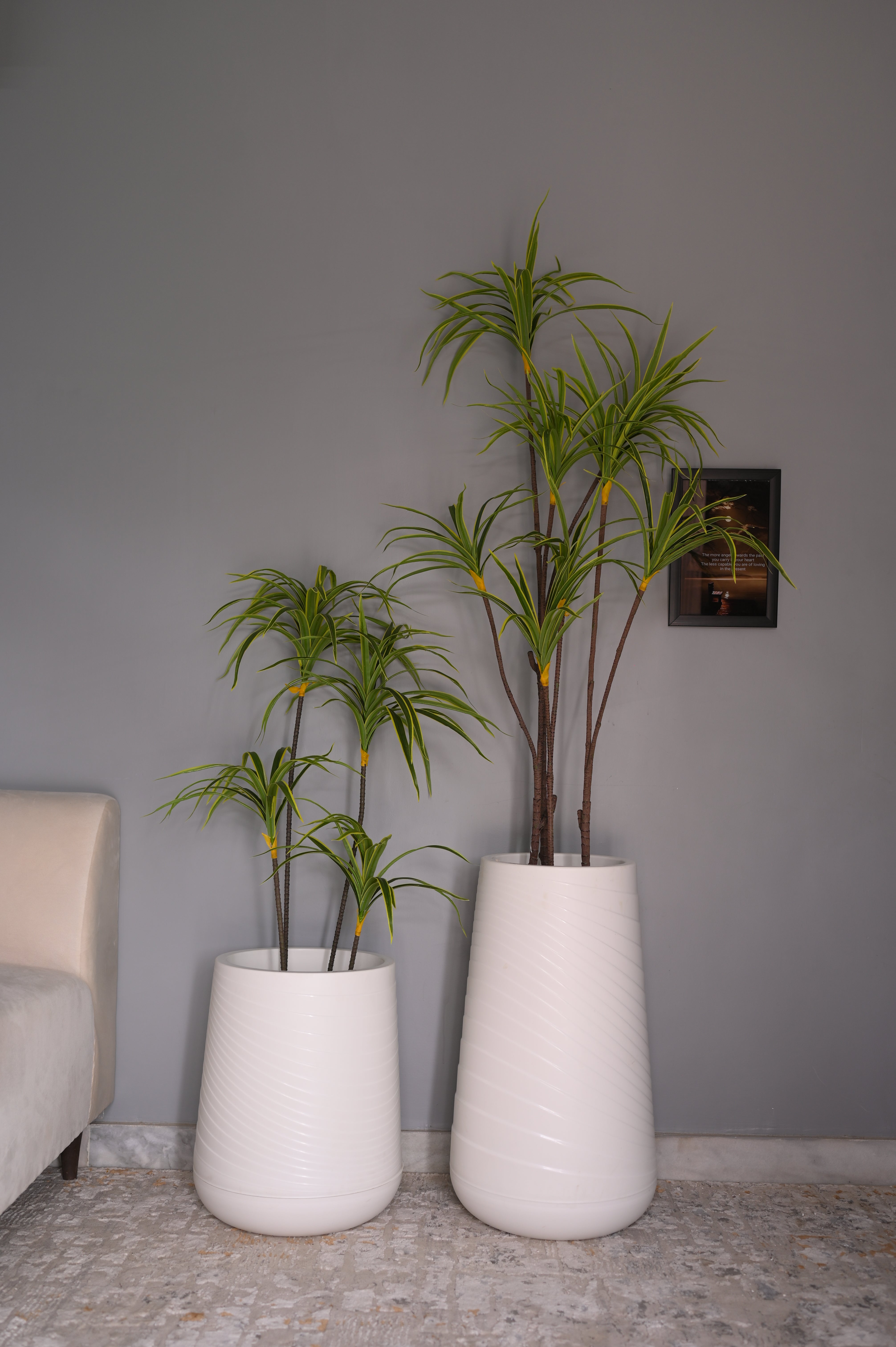 Pvc planter with dragon tree