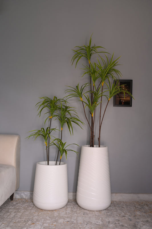 Pvc planter with dragon tree