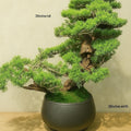 Large Artificial Juniper Bonsai Tree in Matte Black Ceramic Pot