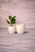 Imported Ceramic Planter for Home & Office | Modern Ceramic Pot