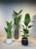 Tropical Banana Leaf – Premium Life-Like Foliage