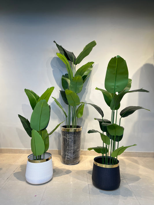 Banana plant