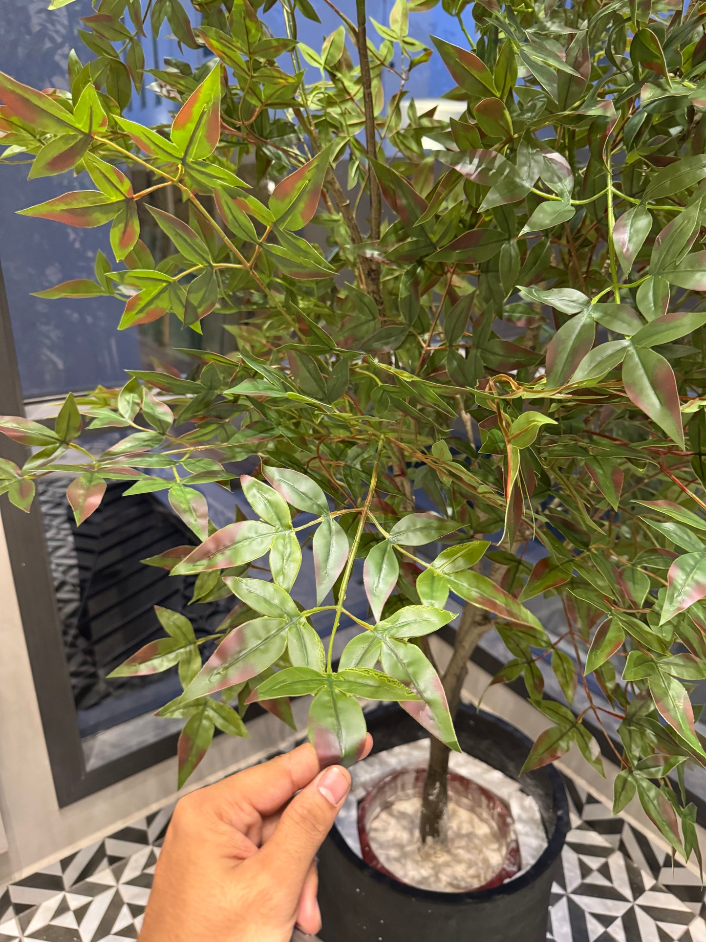 Nandina plant 7/8ft tall without planter