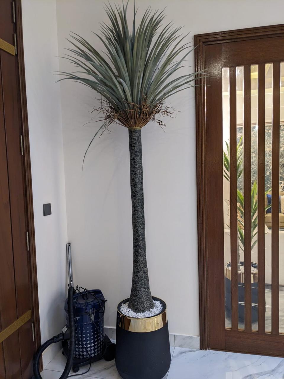 Yucca Palm – Alsulaiteen Gardens