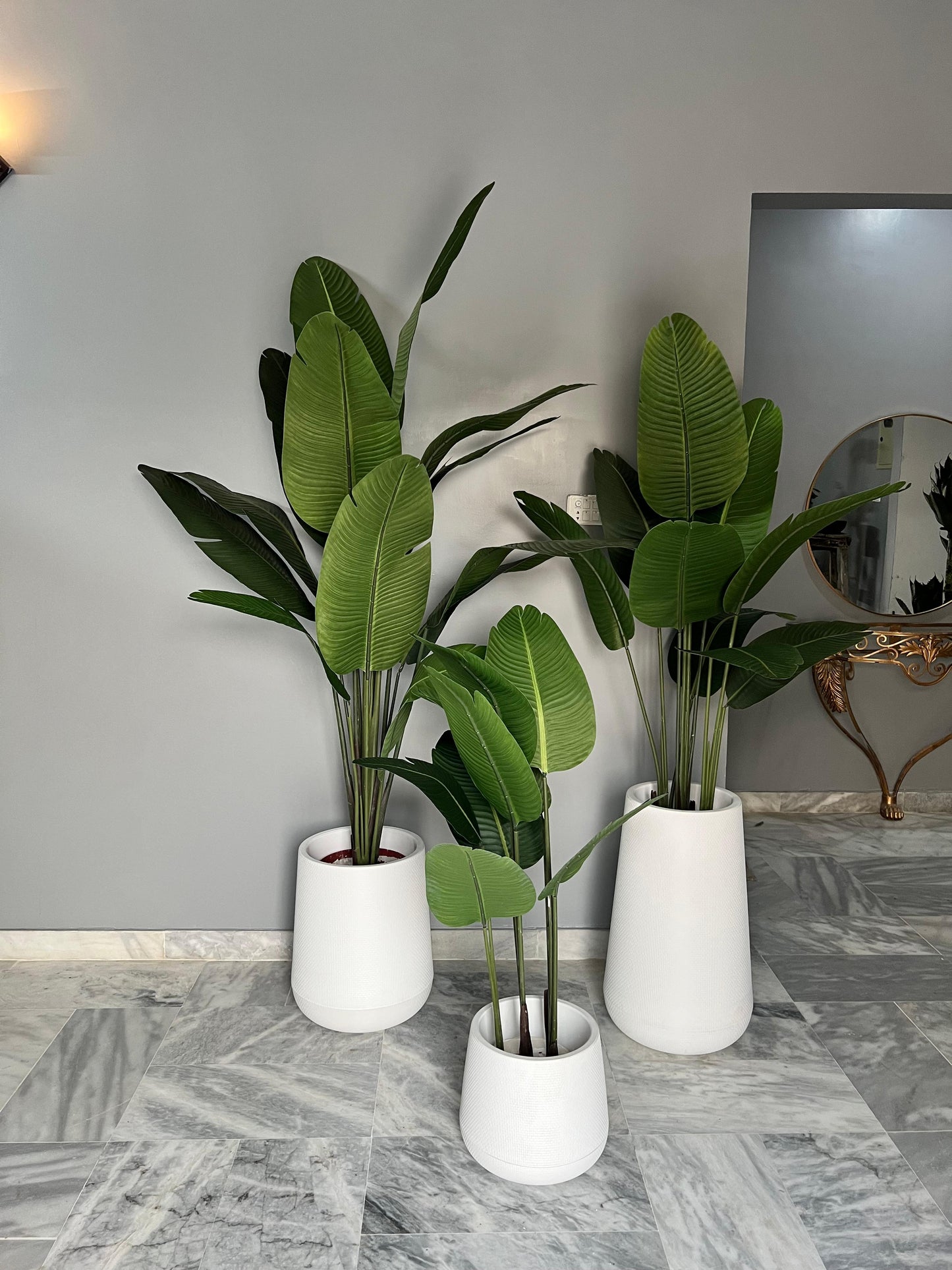Banana Palm with round pot