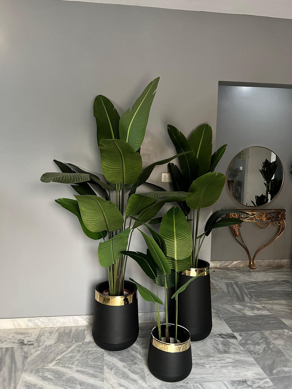 Banana Palm with round pot