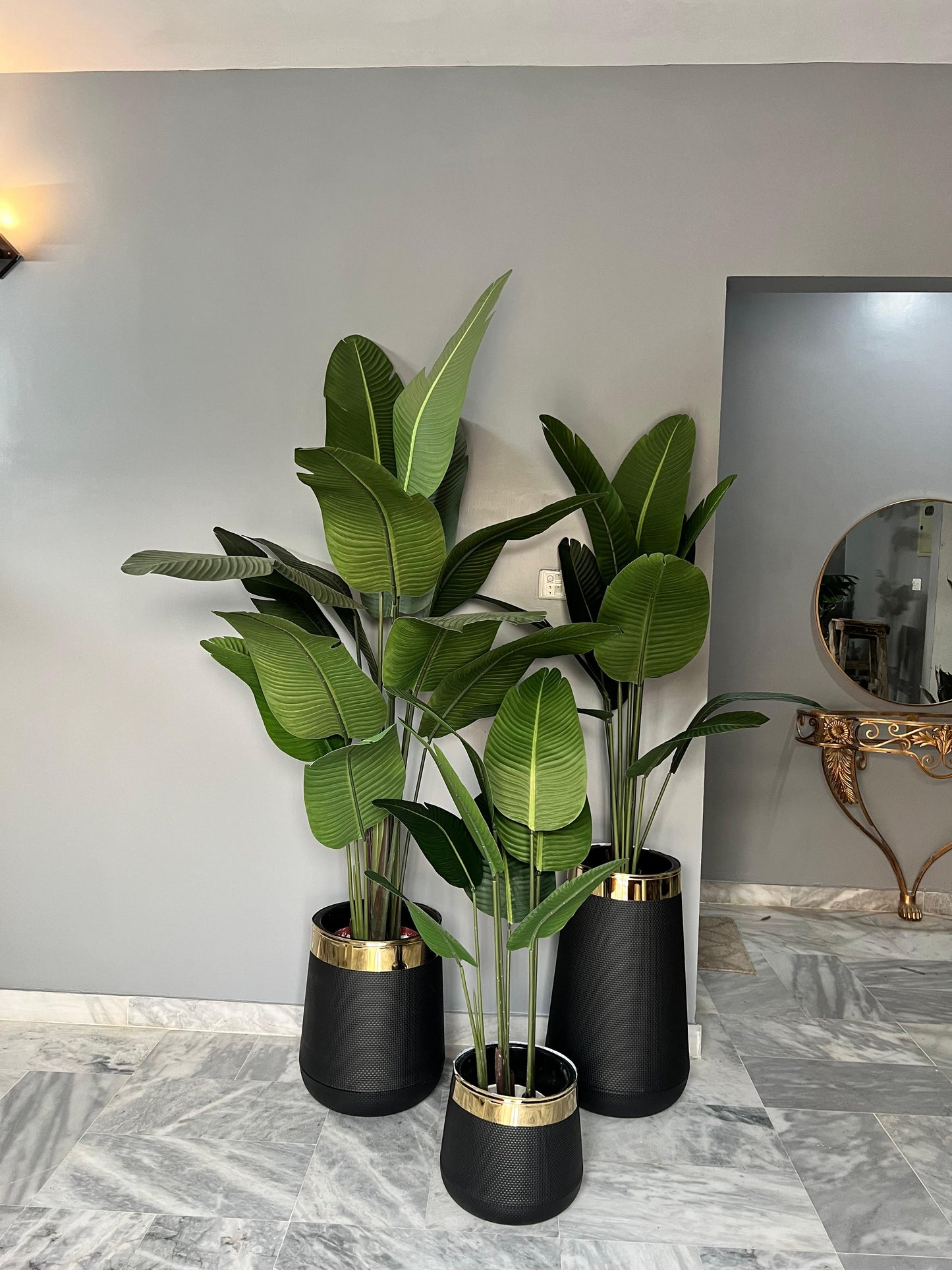 Banana Palm with round pot