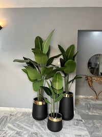 Banana Palm with round pot