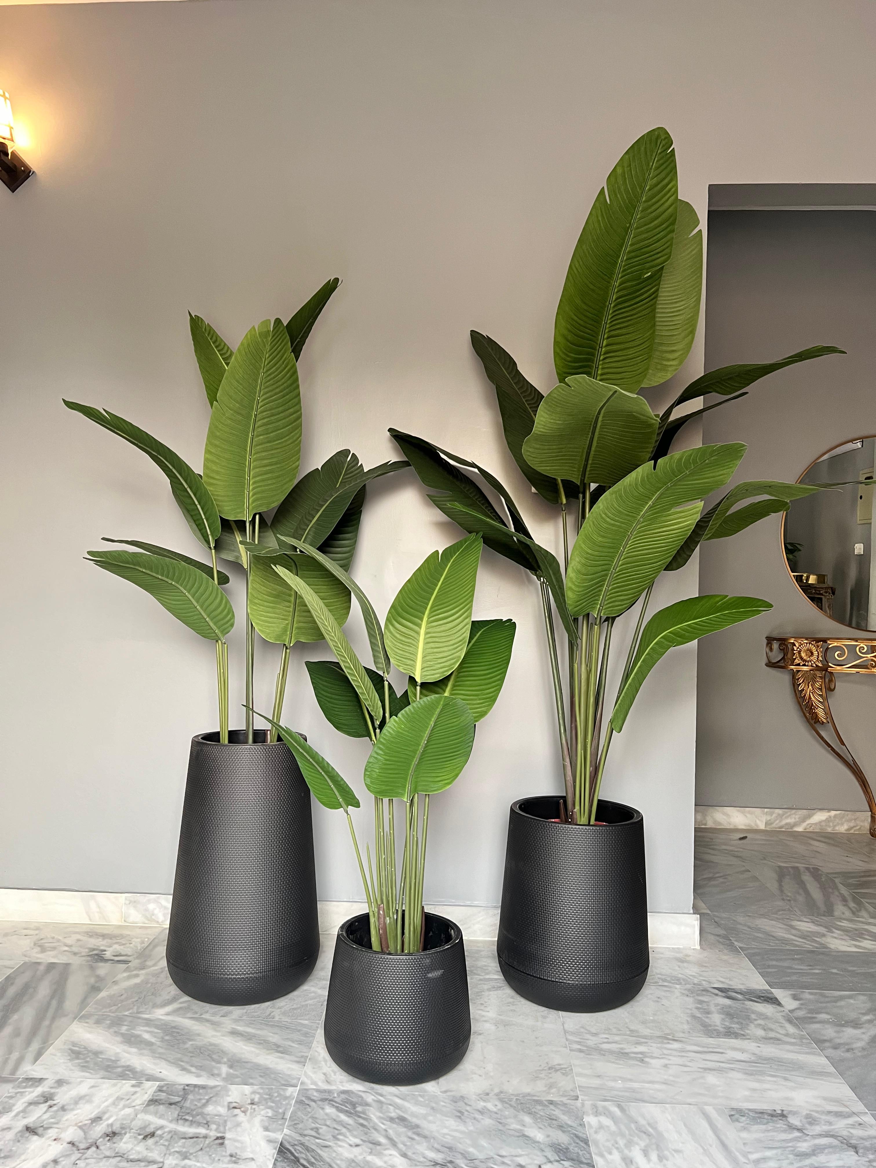 Banana Palm with round pot