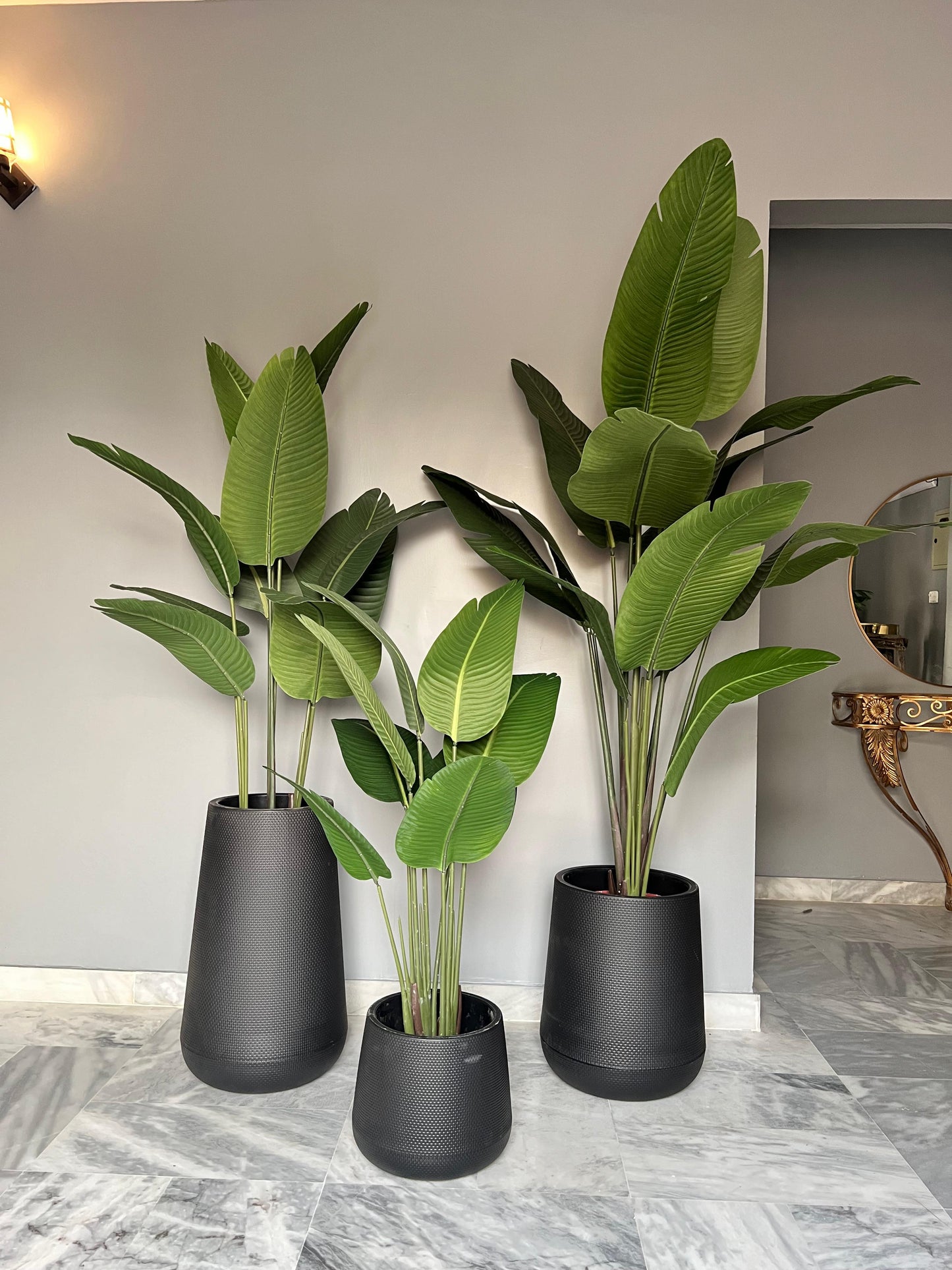 Banana Palm with round pot