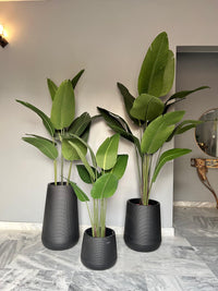Banana Palm with round pot