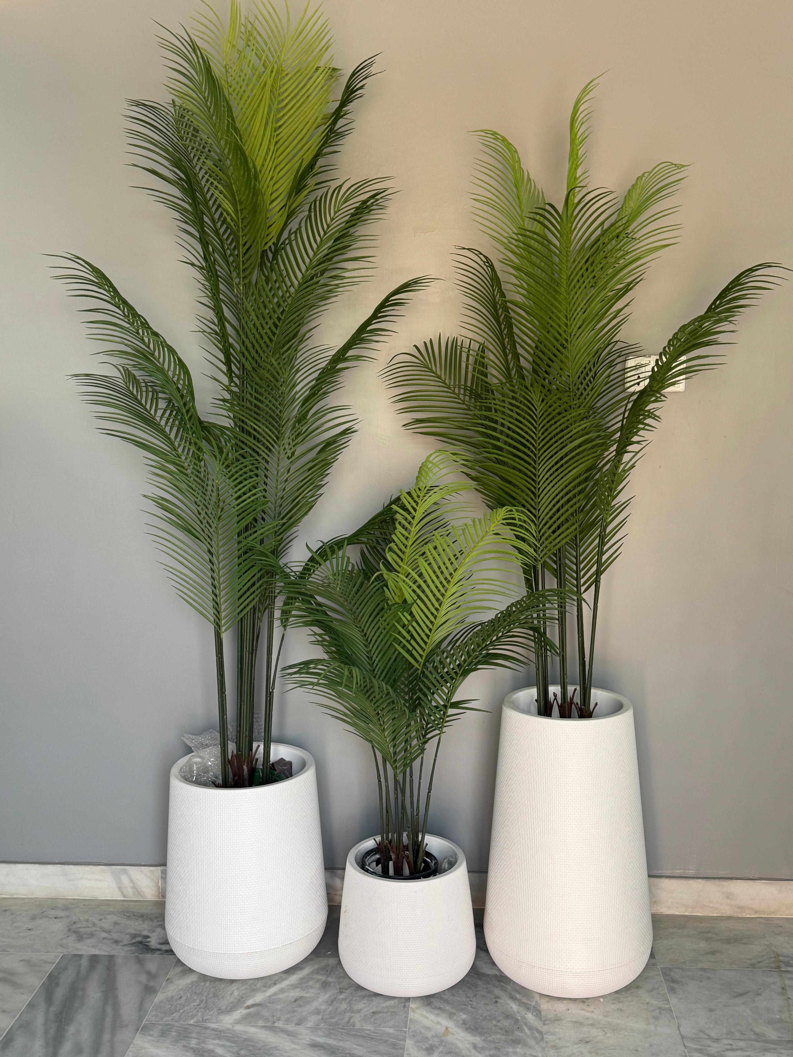 Imported Olive Tree