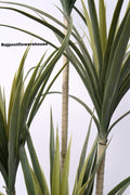 Artificial Multi-Stem Dracaena Tree