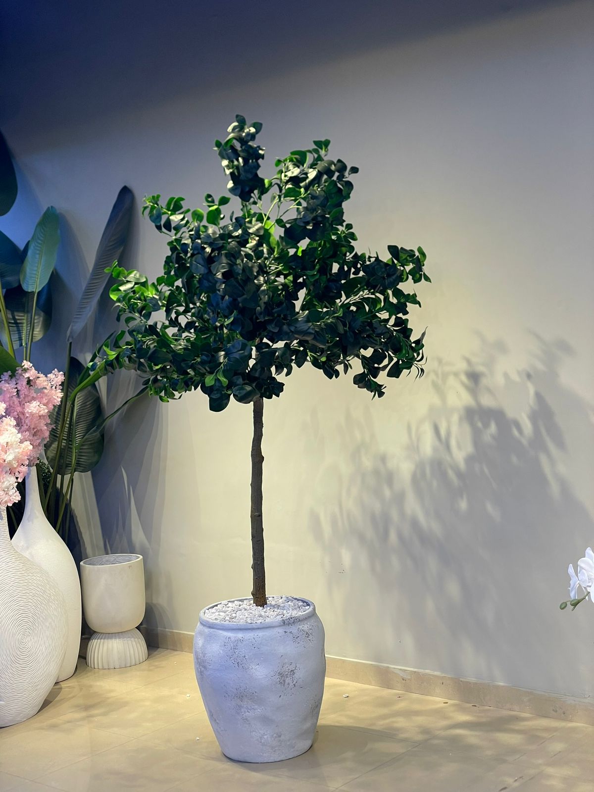 Cleyra Plant 6ft