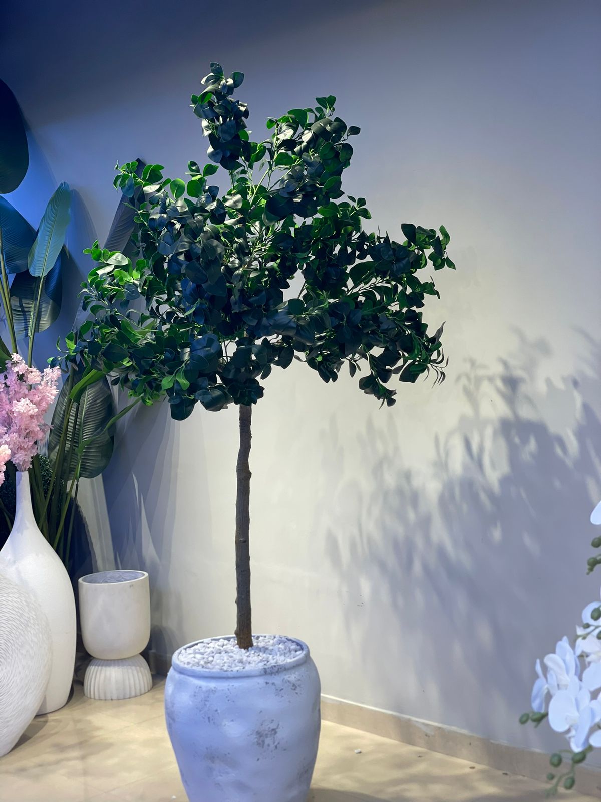 Cleyra Plant 6ft