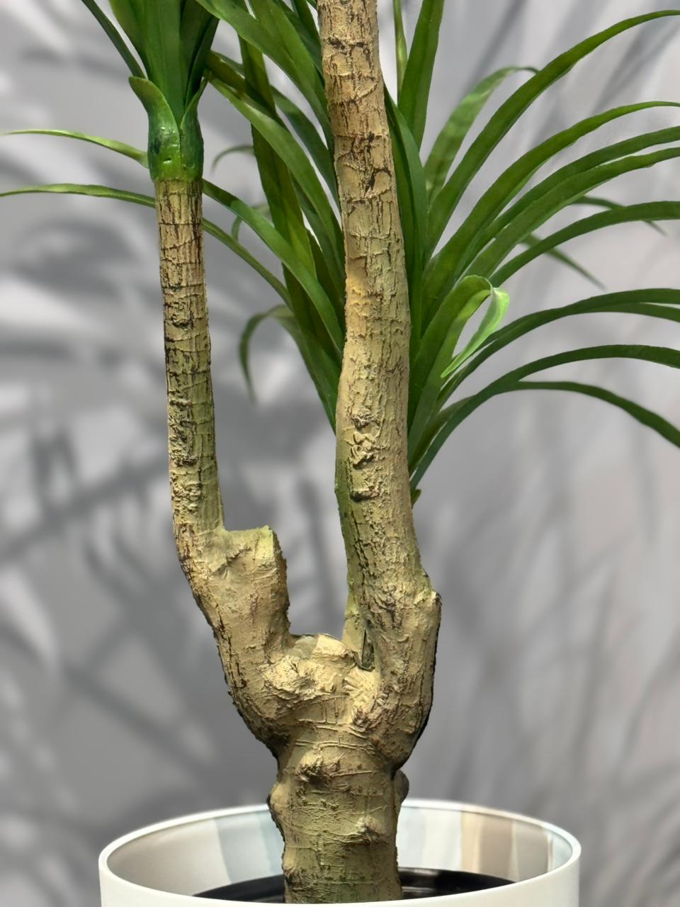 Dracaena Marginata Dragon Tree (5–5.5 ft) – view 3