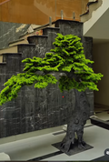 Imported Bonsai Tree