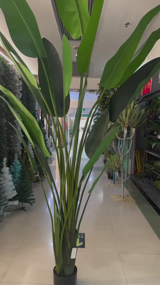 Banana tree