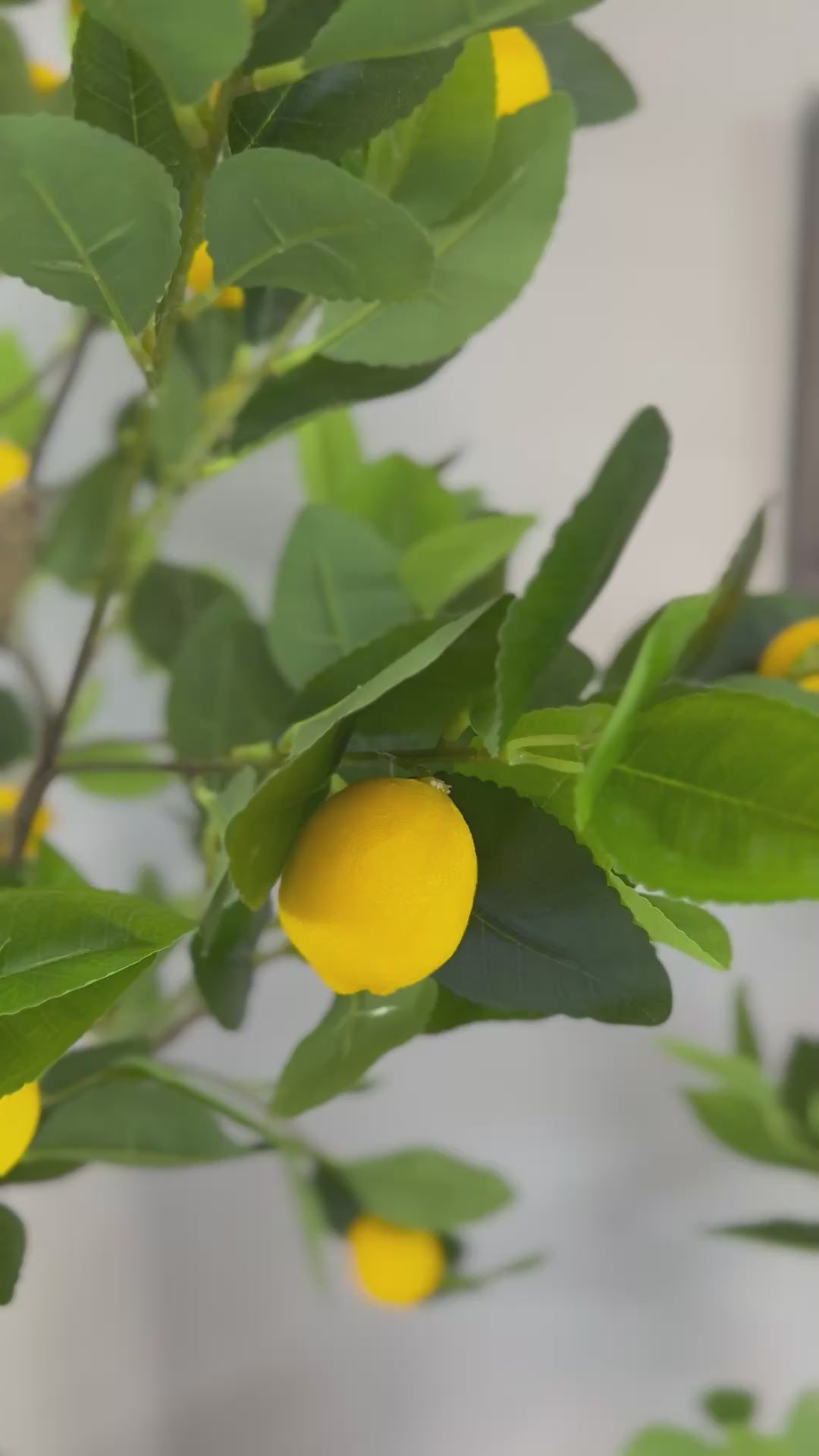 Premium Faux Lemon Tree or Textured Bubble Pot