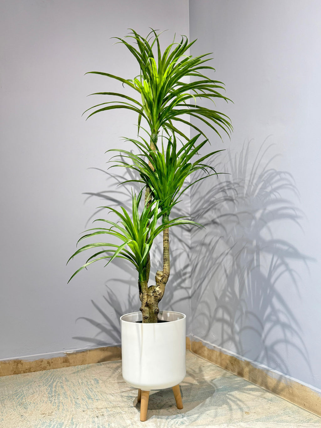 Dracaena Marginata Dragon Tree (5–5.5 ft)